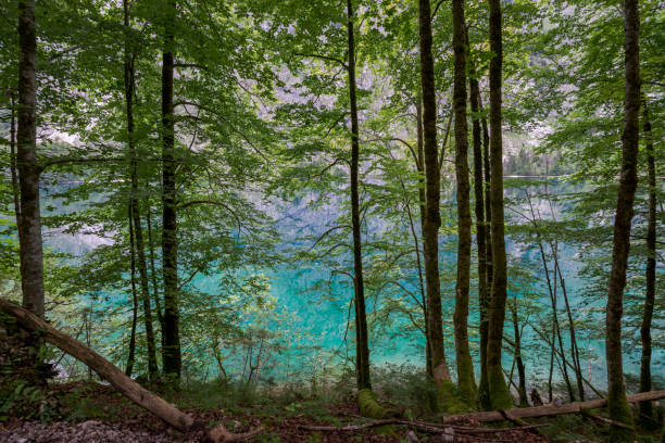 The Obersee lake stock photo
