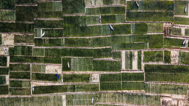 Aerial view of green seaweed farm in Nusa Lembongan, agriculture sea farming near Bali, Indonesia. Aerial view of green seaweed farm in Nusa Lembongan, agriculture sea farming near Bali, Indonesia. seaweed farming stock pictures, royalty-free photos & images