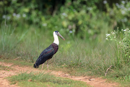 Portrait of beautiful adult Asian woolly-necked stork or Asian woollyneck, low angle view, side shot, in the morning foraging food on the ground of agriculture area in nature of tropical dry forest, northeastern Thailand.