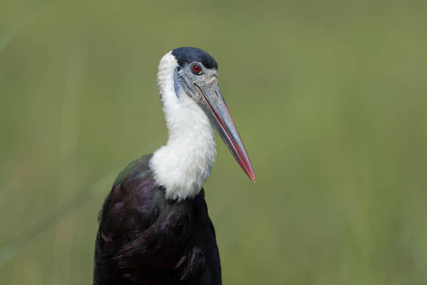 황새 새 : 성인 아시아 털목 황새 또는 아시아 털목 (ciconia episcopus). - freshwater bird animals in the wild feather animal leg 뉴스 사진 이미지