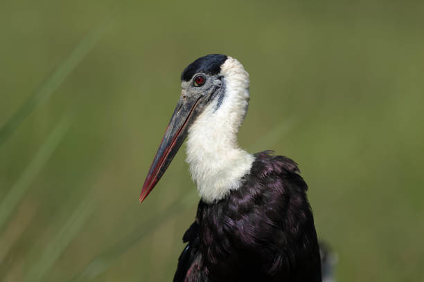 황새 새 : 성인 아시아 털목 황새 또는 아시아 털목 (ciconia episcopus). - freshwater bird animals in the wild feather animal leg 뉴스 사진 이미지