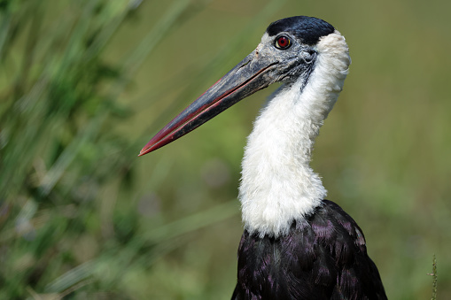 Sacred Ibis feeding in the shallow water