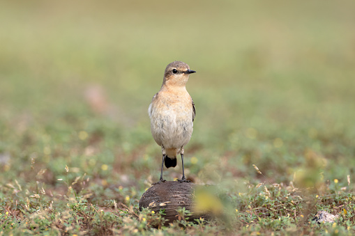 Closed up small bird, adult Northern wheatear or wheatear, low angle view, front shot, in the morning standing on the palm fruit in nature of agriculture field, northern Thailand.