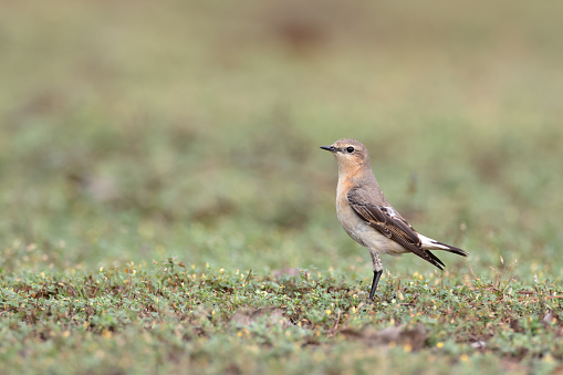 Closed up small bird, adult Northern wheatear or wheatear, low angle view, side shot, in the morning standing on the ground  in nature of agriculture field, northern Thailand.