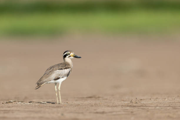 istock Wader bird, adult Great thick-knee (Esacus recurvirostris), also known as great stone-curlew, 1455408672