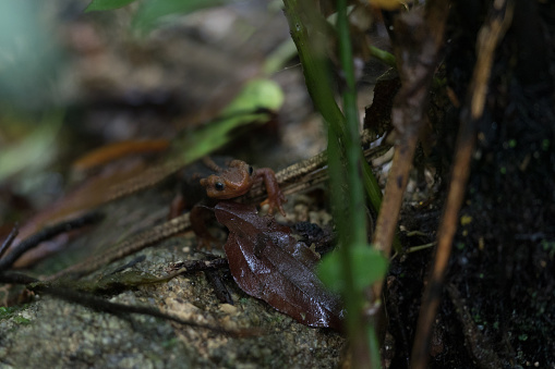 Closed up adult Himalayan newt, also known as crocodile newt, crocodile salamander, Himalayan salamander, and red knobby newt, low angle view, head shot, foraging on the wetland in nature of tropical moist montane forest, national park in high mountain, northern Thailand.