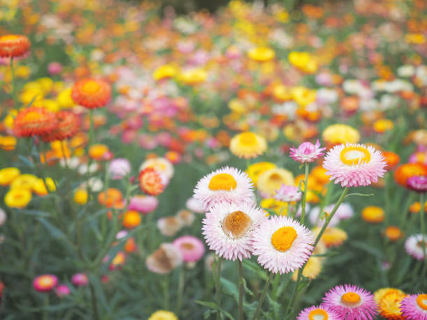 Strawflower or Paper Daisy Flowers Field at phu hin Rong Kla, Phitsanulok, Thailand.