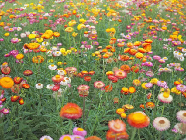 Strawflower or Paper Daisy Flowers Field at phu hin Rong Kla, Phitsanulok, Thailand.