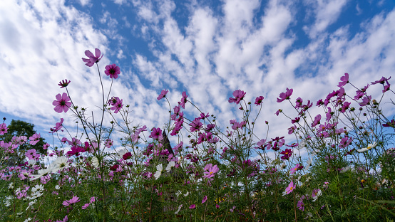 Colorful Cosmos Flowers in the Garden