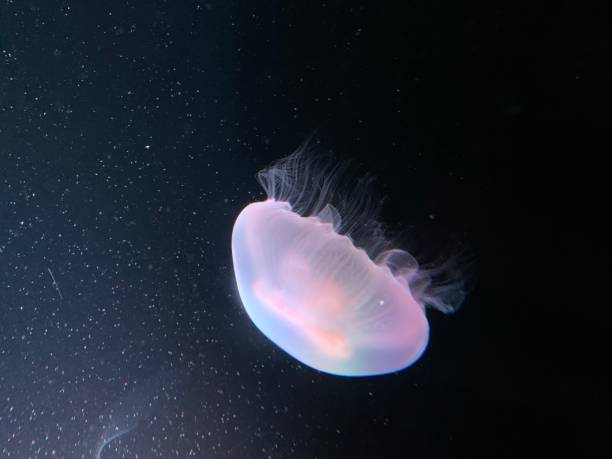 istock Jellyfish brightly illuminated by lights float underwater 1455412013