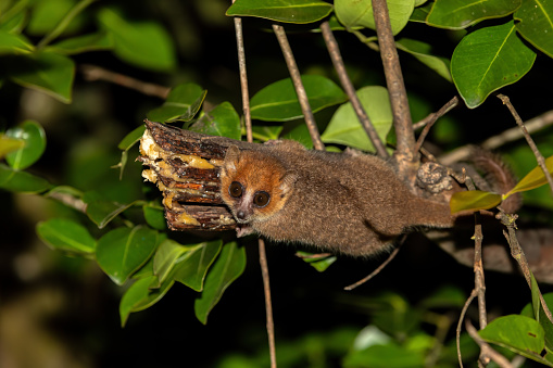 Brown Mouse Lemur, (Microcebus rufus), beautiful small nocturnal lemur feeding in night forests, Ranomafana National Park, Madagascar wildlife animal
