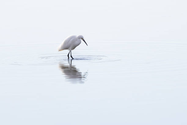 istock Egret looking for food in the water 1455412379