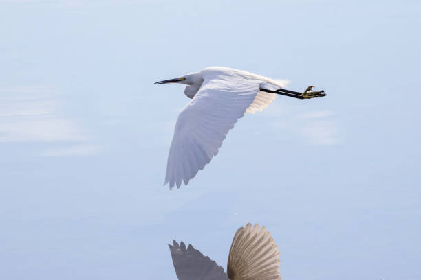 istock Egret flying above the surface of the water 1455412380