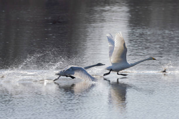 istock A swan gliding on the surface of the water 1455412418