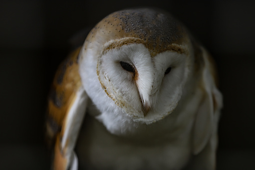 Detailed owl photo
