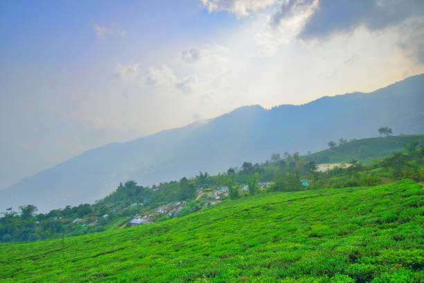 istock View of Temi tea garden in Sikkim. 1455414738