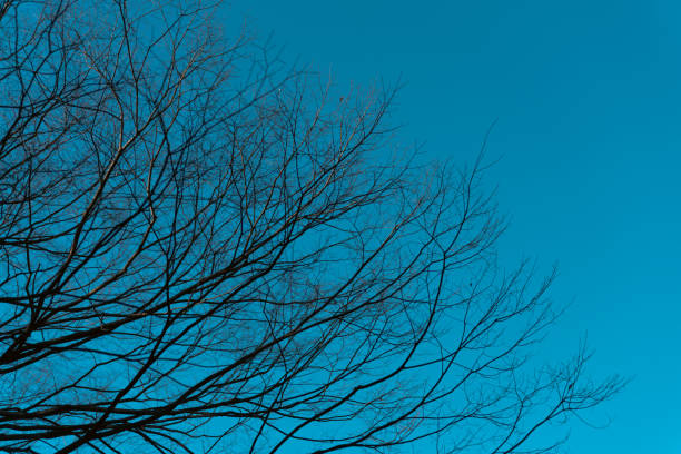 bald tree and blue sky