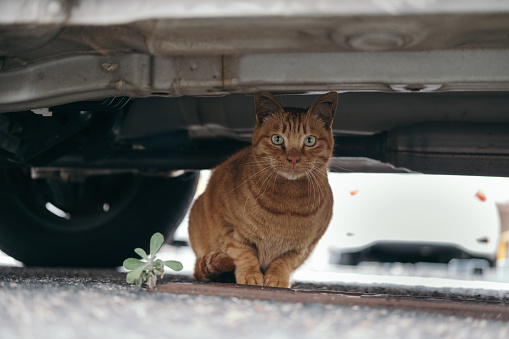 Orange tabby cat hiding under the car