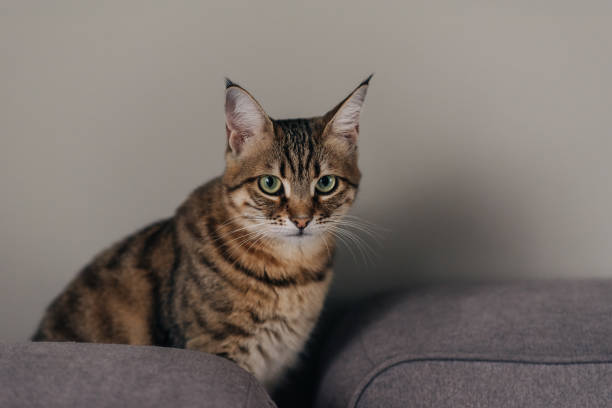 istock Bengal cat lying on sofa and smiling. 1455417344