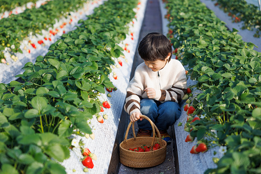 An Asian boy, about 5 years old. Wearing a yellow sweater, picking strawberries in the strawberry plantation. The sunshine is good, and the boy is very happy.