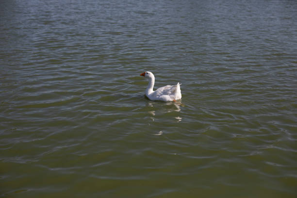 Goose on pond. Goose in countryside. White bird. Details of Goslings Life.