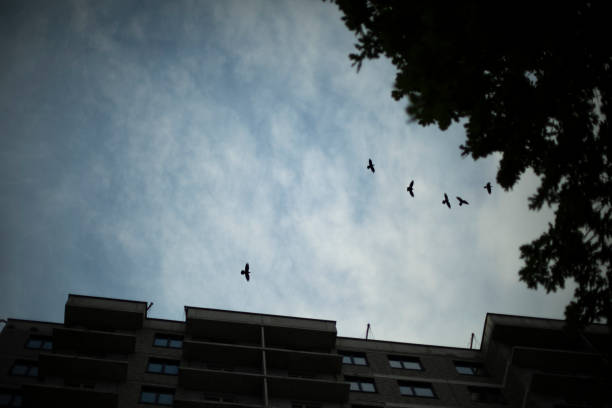 Crows fly in sky. Birds circling over building. Crows in evening. Silhouette of birds.
