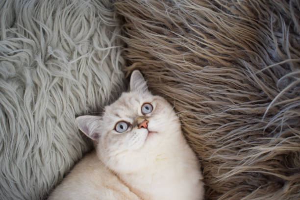istock Bella the cat with blue eyes 1455418497