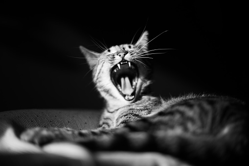 Domestic cat yawns on her bed.