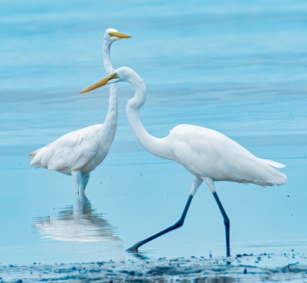 Eastern Great Egret