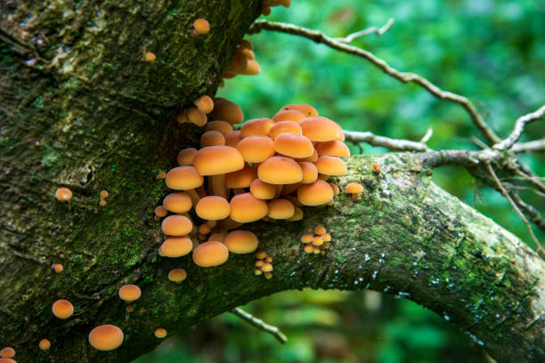 istock Colony of wild mushroom on tree stump 1455420903