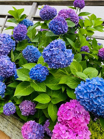 Blooming woody shrubs of hydrangeas with blue, pink and purple flowers spotted in backyard gardens. Hydrangeas offers a romantic vibe to our gardens by its colorful petals.