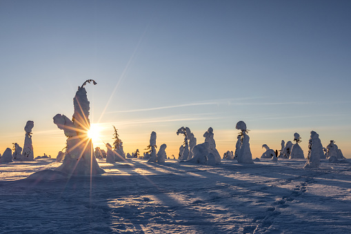 Frozen trees on top of the Levi Fell in Finnish Lapland. Photographed at sunset.