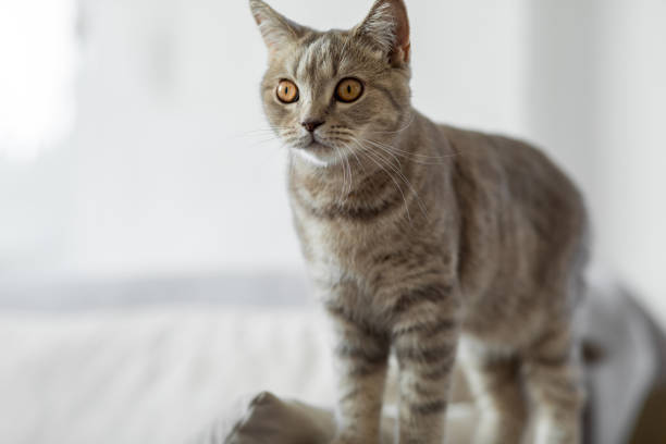 istock Domestic cat looking around 1455423808