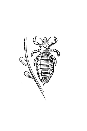 The head louse (Pediculus humanus capitis)