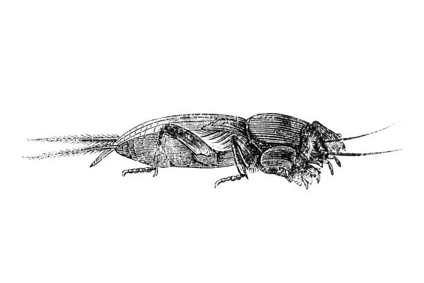 ilustraciones, imágenes clip art, dibujos animados e iconos de stock de los grillos topo son miembros de la familia de insectos gryllotalpidae - grillotalpa