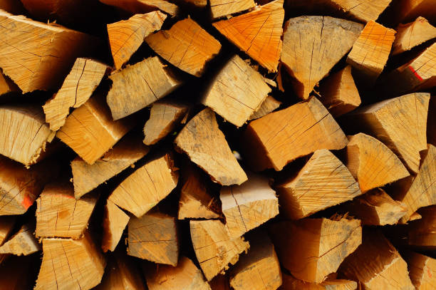 istock Firewood is stacked up to dry 1455425742