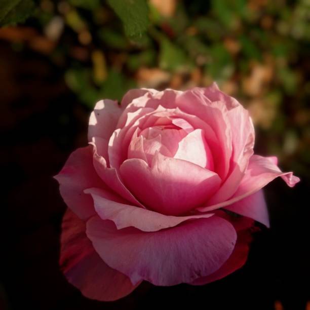 istock Charming pink rose in the sunlight 1455427107