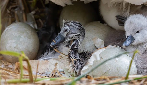 istock Closeup shot of baby ducks hatching from eggs 1455428542