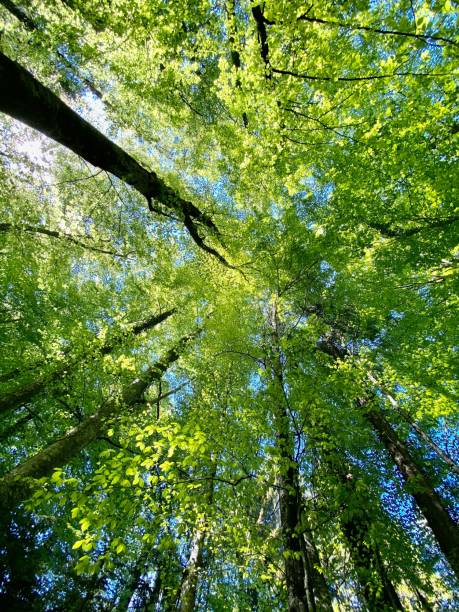istock Picturesque bottom view trees for background use 1455428554