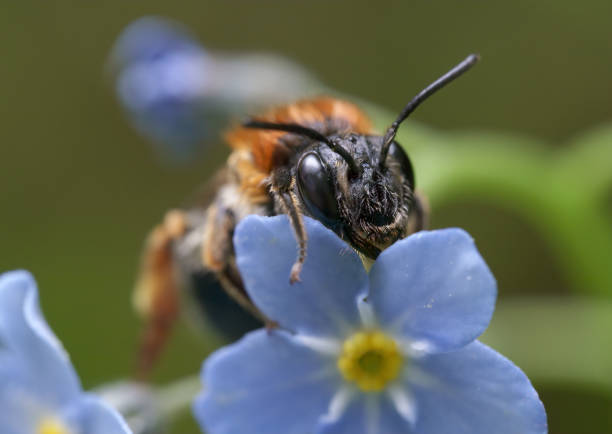 Macro shot of a tree bumblebee on a Forget-Me-Not flower A macro shot of a tree bumblebee on a Forget-Me-Not flower bombus hypnorum pictures stock pictures, royalty-free photos & images