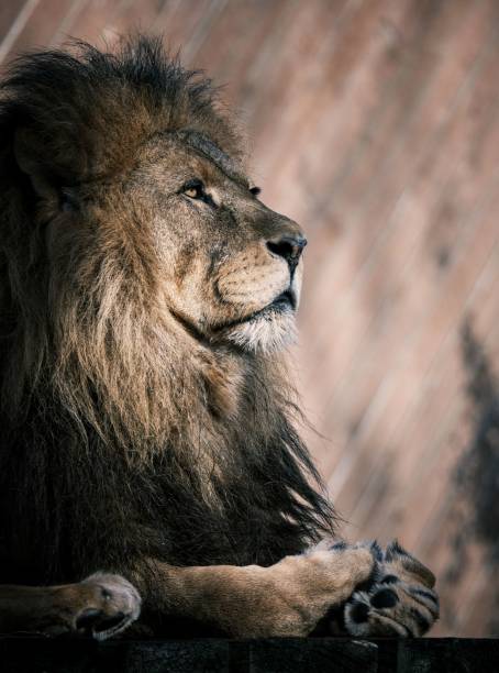 istock Selective of a mighty lion resting on the ground 1455431033