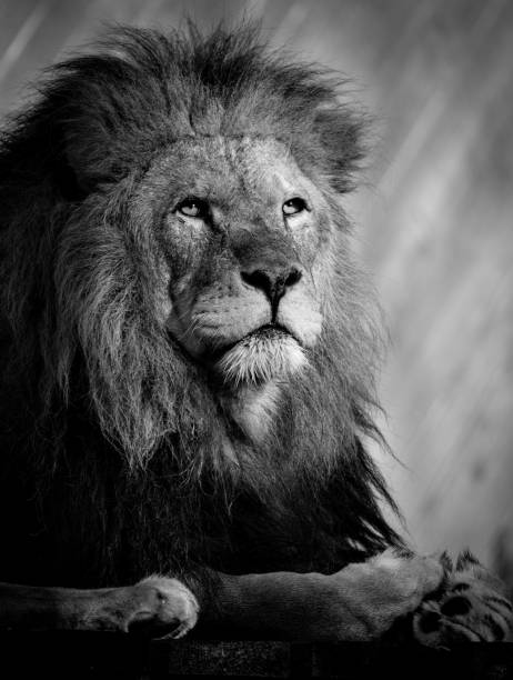 istock Selective of a mighty lion resting on the ground 1455431040