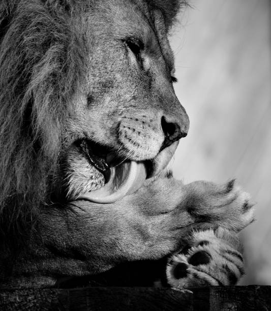istock Selective of a mighty lion resting on the ground 1455431041
