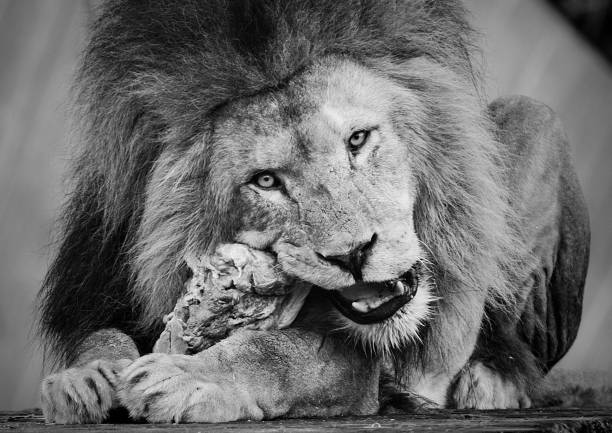 Lion relaxing in a zoo, black and white toned with copy space
