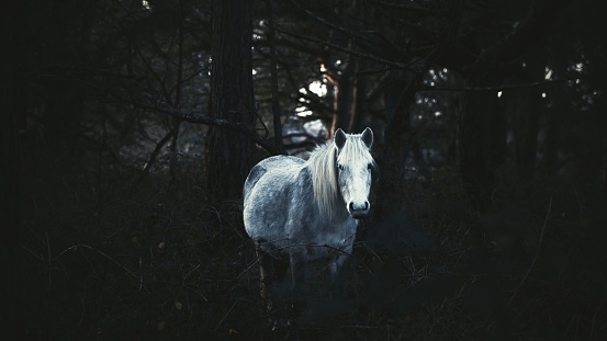 A white cute horse in a dark forest perfect for wallpapers and backgrounds