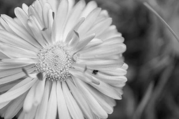 istock Grayscale shot of a daisy on the field 1455431415