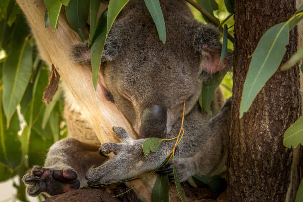 istock Sleepy koala holding on to a tree branch with its head down and a small twig poking its eye 1455431613