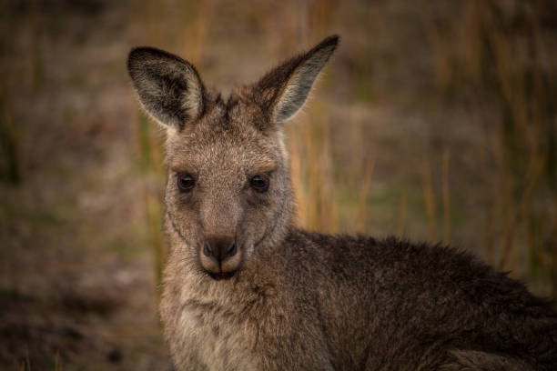istock Closeup of a cute kangaroo looking down in a savanna with blurred background 1455431636