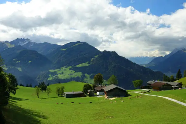 A Fresh summer alpine meadow in the Austrian Alps with cows and panorama view of the Zillertal