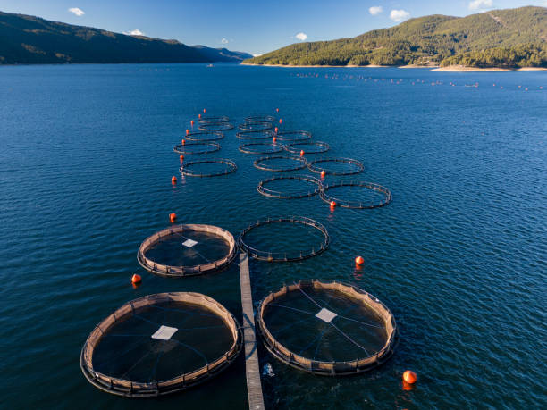 istock Salmon fish farm in the river aerial view 1455432633